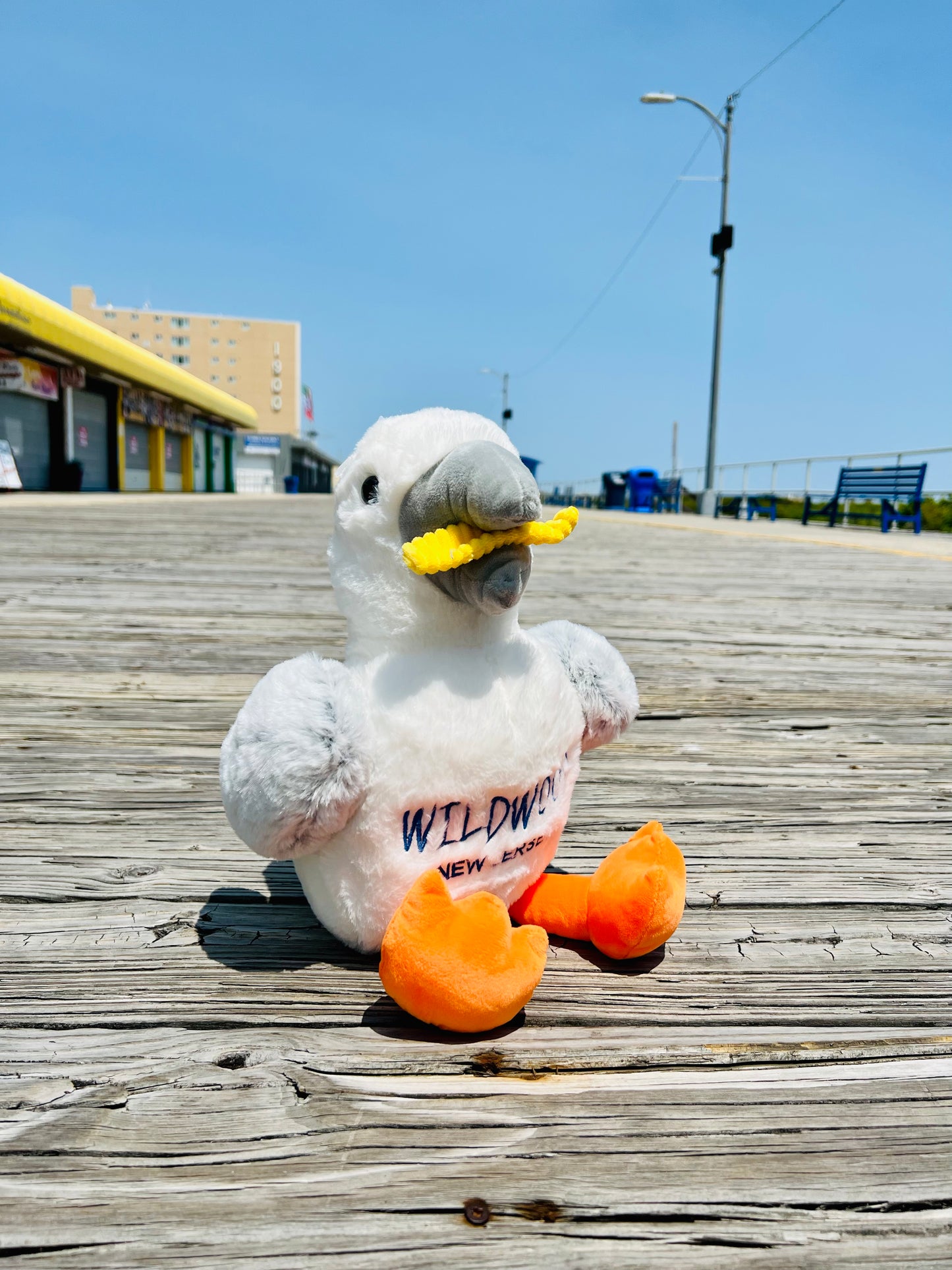 LARGE Seagull with fries