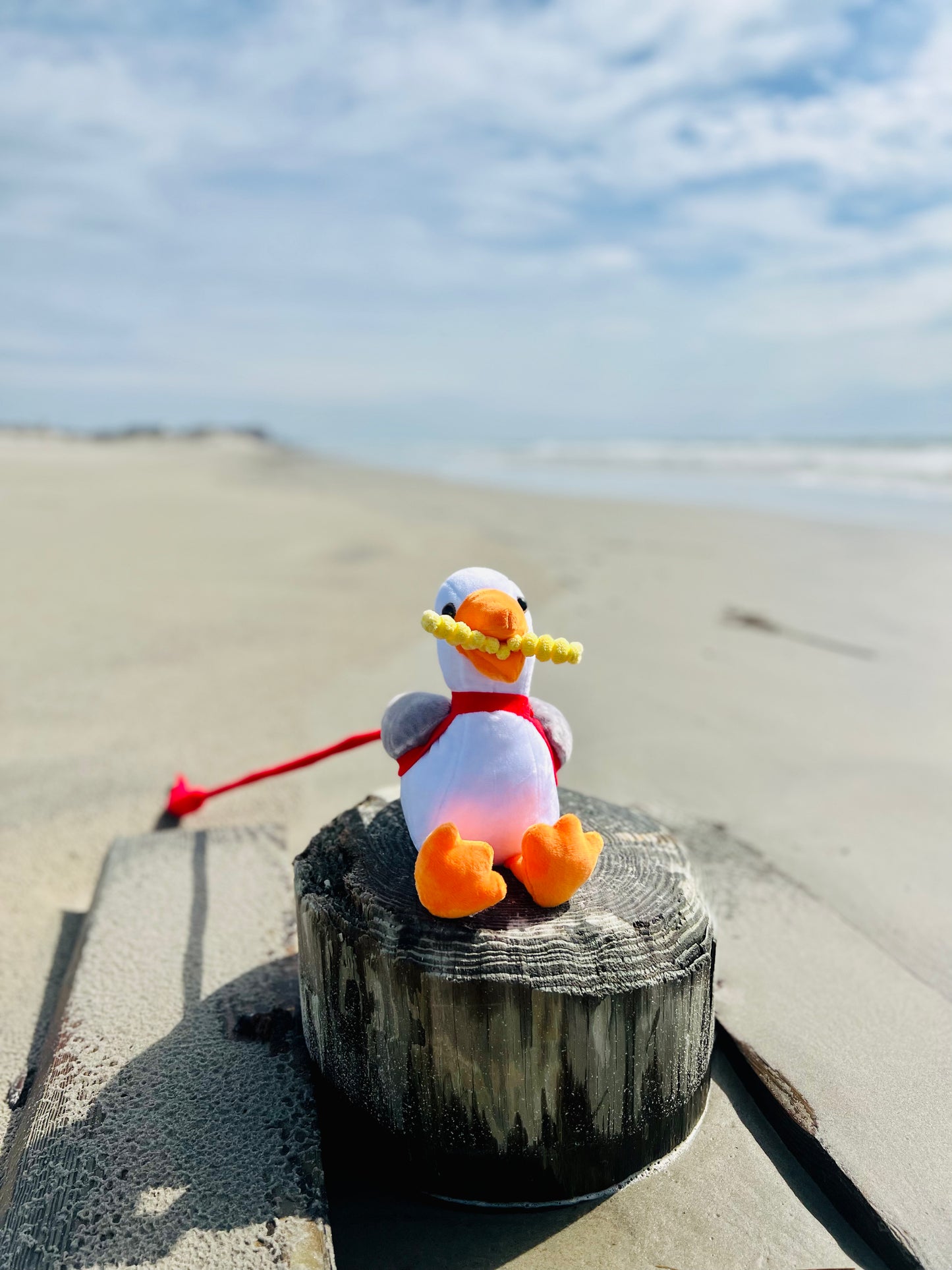Seagull On a Leash